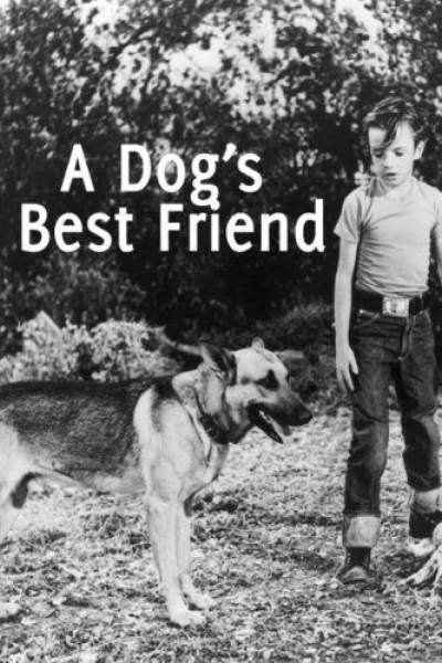 A Dog's Best Friend