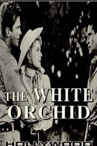 The White Orchid