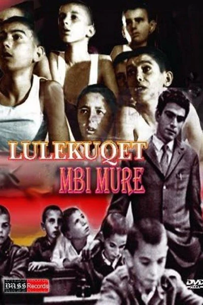 Lulekuqet mbi mure