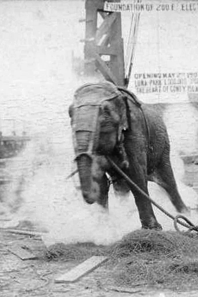 Electrocuting an Elephant