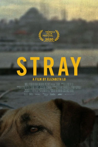 Stray